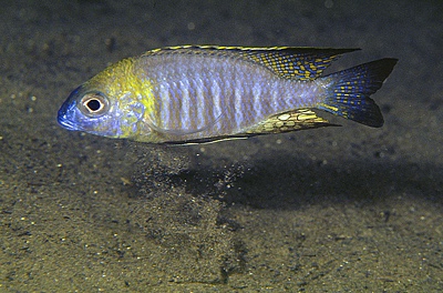 Lethrinops sp. 'nyassae' Lupingu